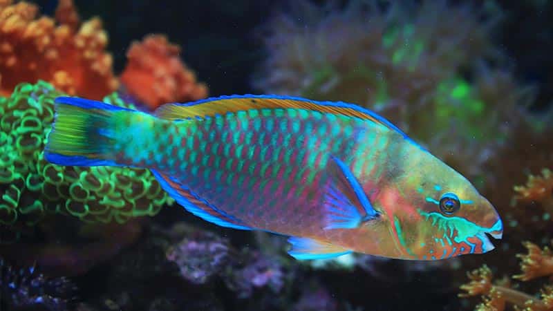 amazing parrotfish known for their vibrant colours strong teeth eat corals3