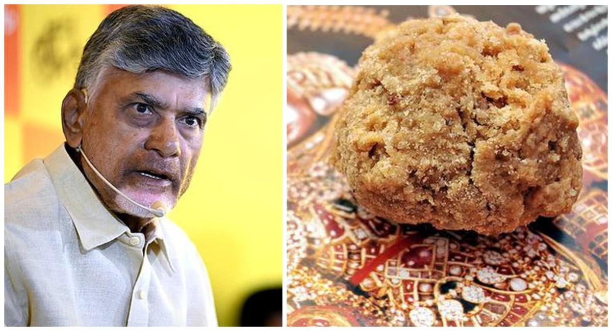 animal fat used in tirupati laddoos cm chandrababu naidu blame to ysr congress1