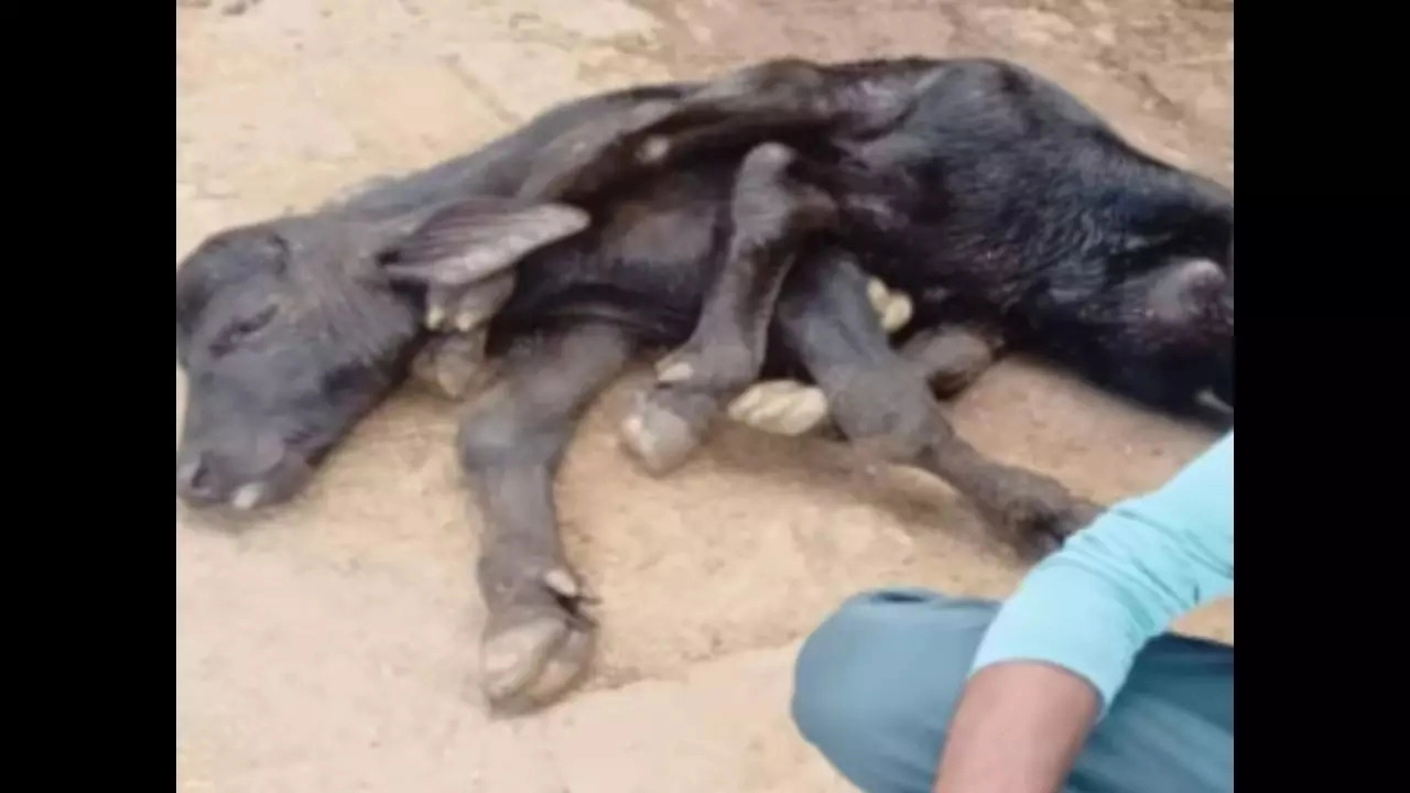 ayodhya 8 legged buffalo calf become miracle for locals1