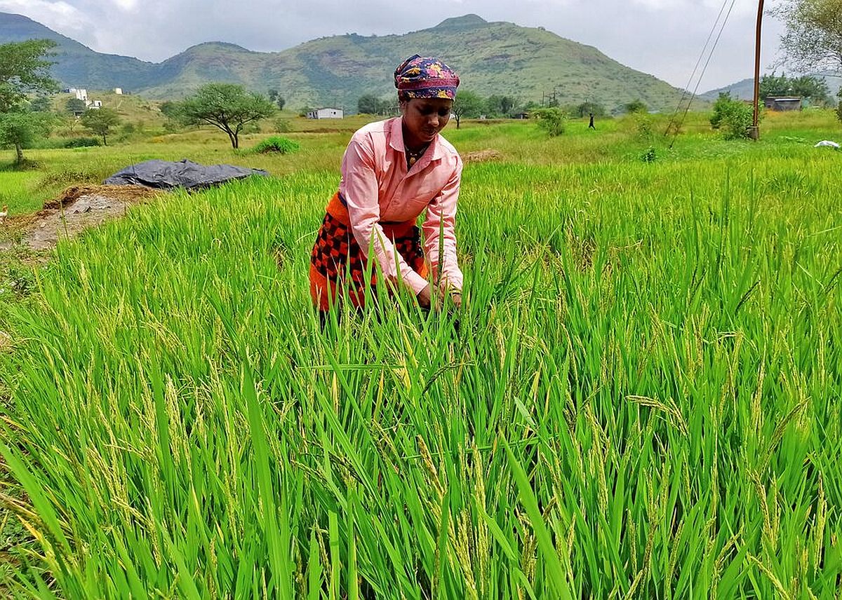 good news for farmers apart from msp bonus of rs 100 per quintal1