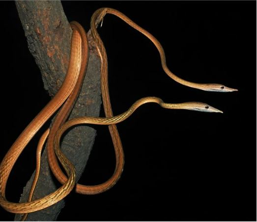 snake new species with long snout discovered in bihar pics goes viral1