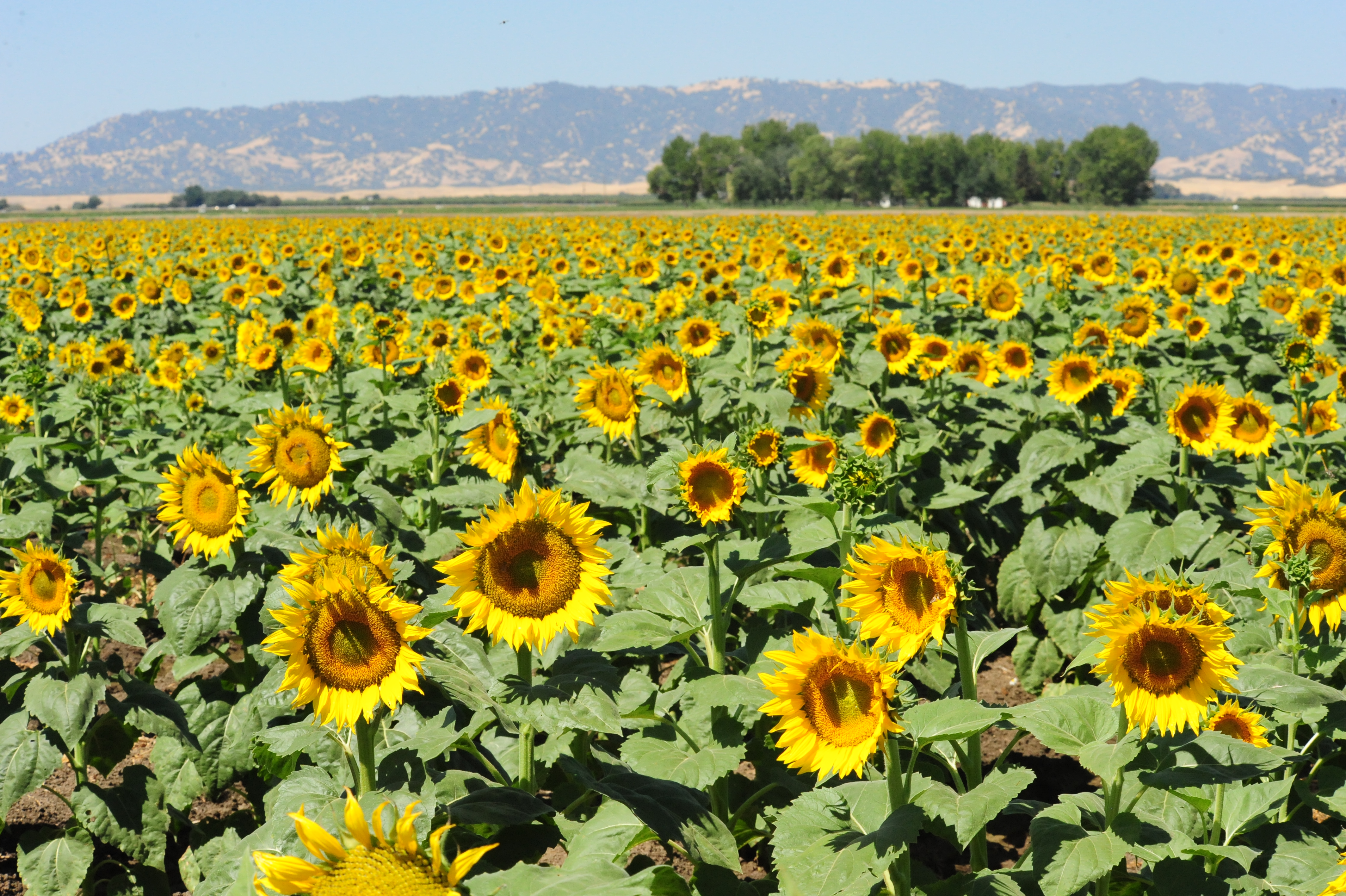 why sunflower always face the sun 1