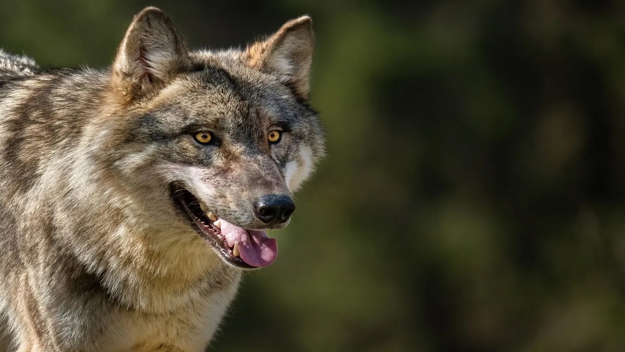 wolf vs human why have wolves become enemies of humans2