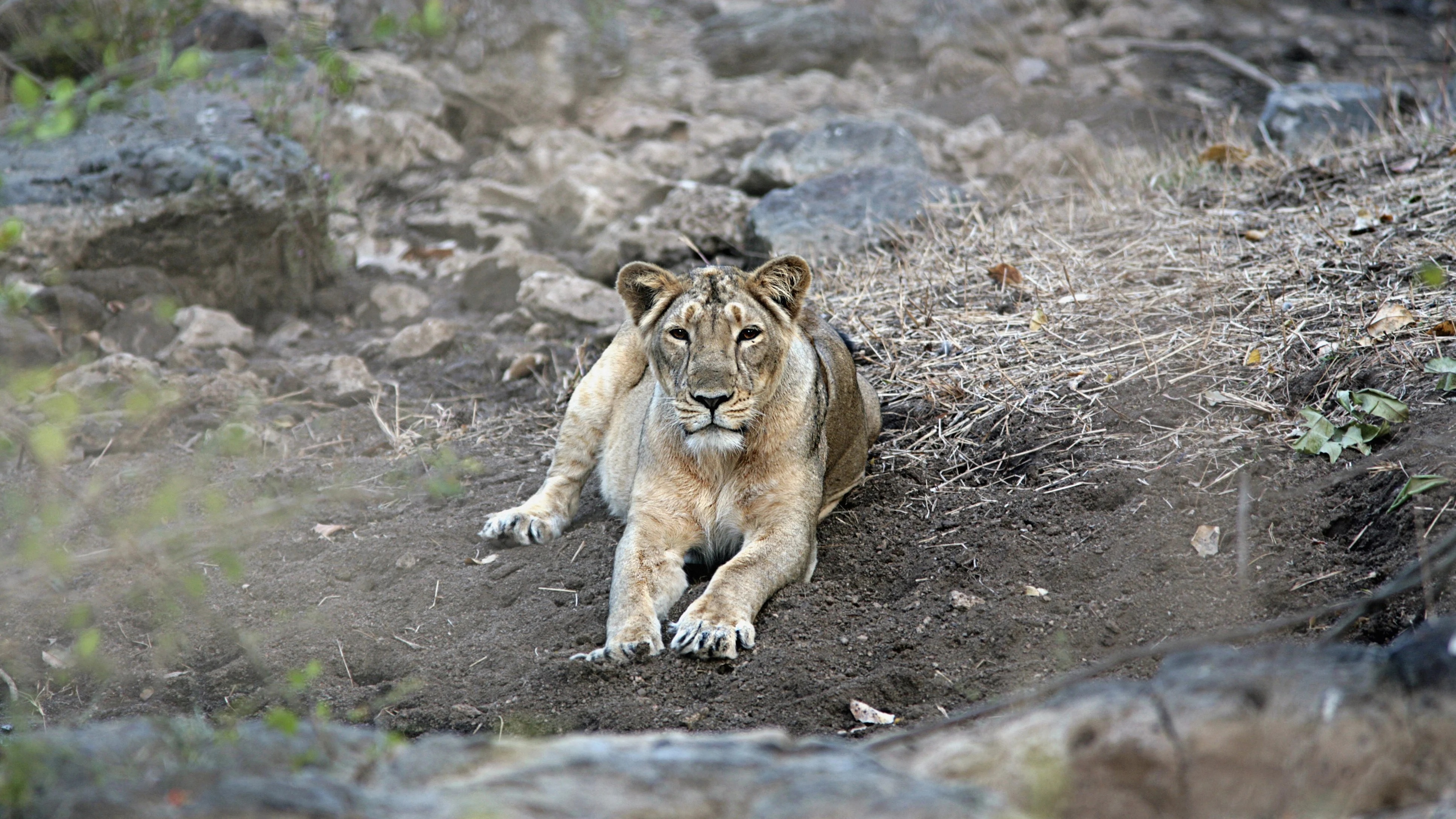 child was mauled to death by lioness in amreli after 24 hours the cannibal was caught in cage1