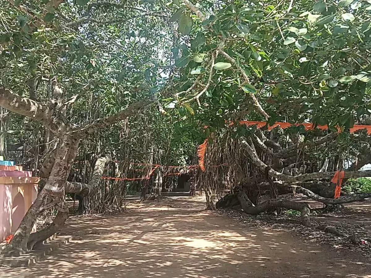 etawah history of vartola village that is located under 600 years old banyan tree is full of life1