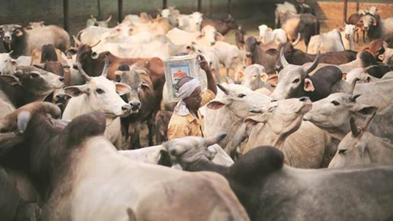 gujarat dharm sabha jagatguru shankaracharya demand government declare cow as nation mother1