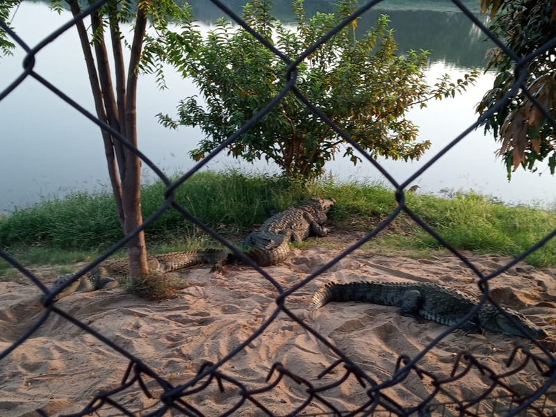 janjgir champa kotmisonar crocodile park visit second largest in the country more than 400 crocodiles 1