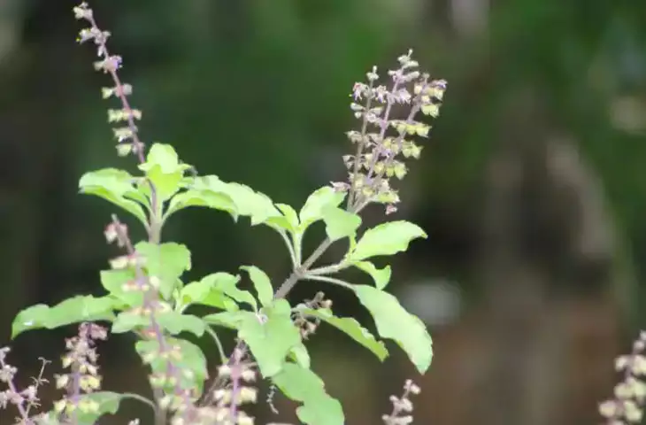 tulsi ki manjari upay do these 4 remedies maa laxmi bless you and never have money problem basil upay1