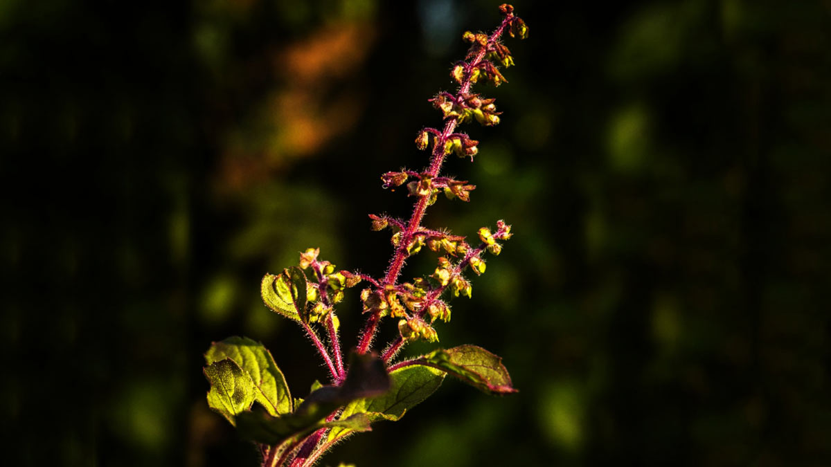 tulsi ki manjari upay do these 4 remedies maa laxmi bless you and never have money problem basil upay2