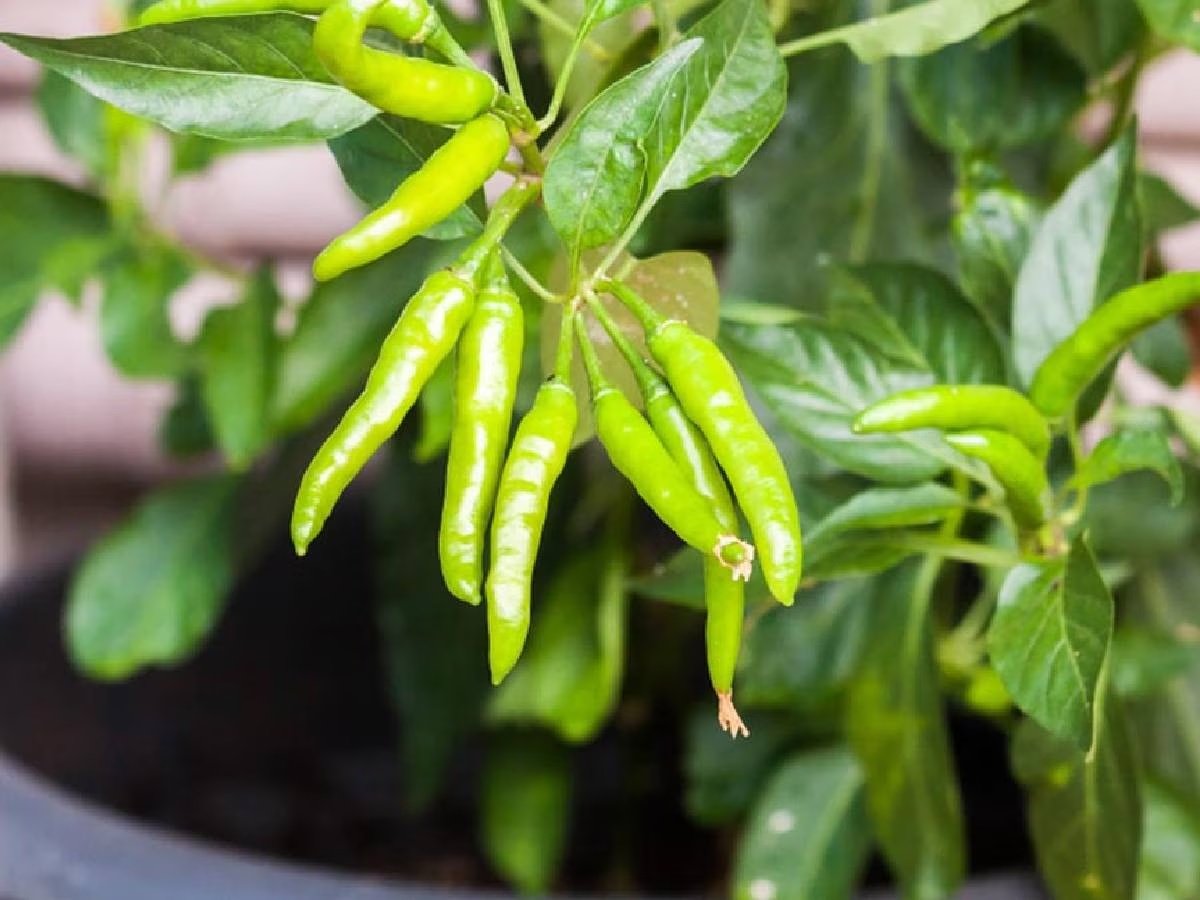 why we should not plant chilli at home as per1