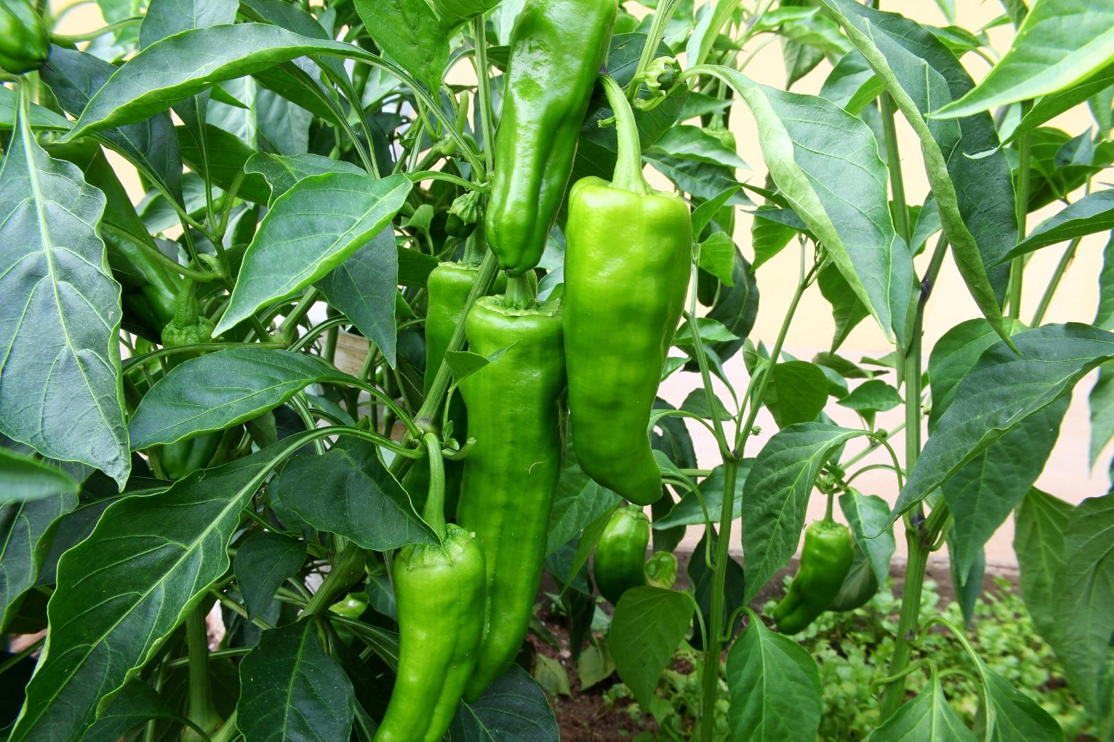 why we should not plant chilli at home as per3