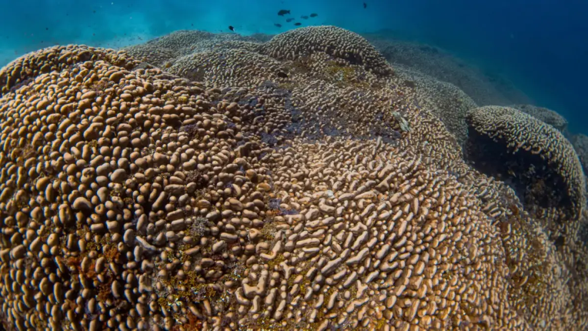 coral world largest solomon islands scientists discover1