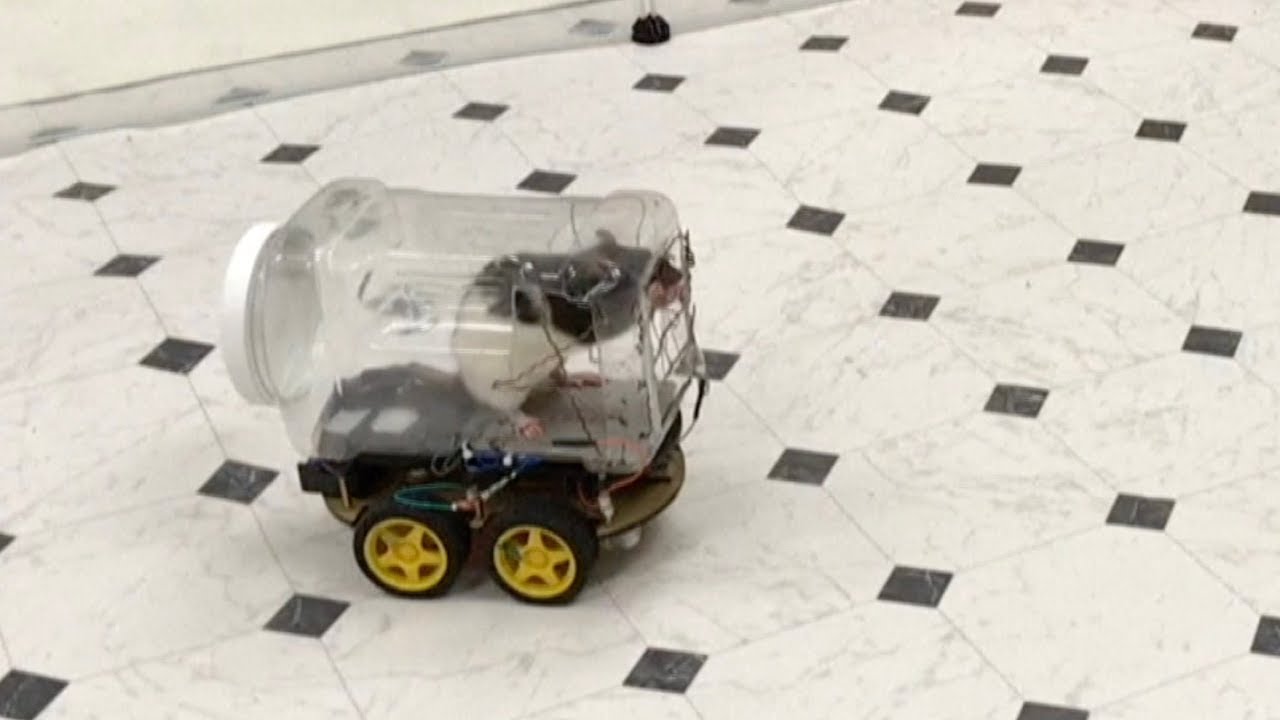 rats driving small plastic cars scientists taught rats drive car1