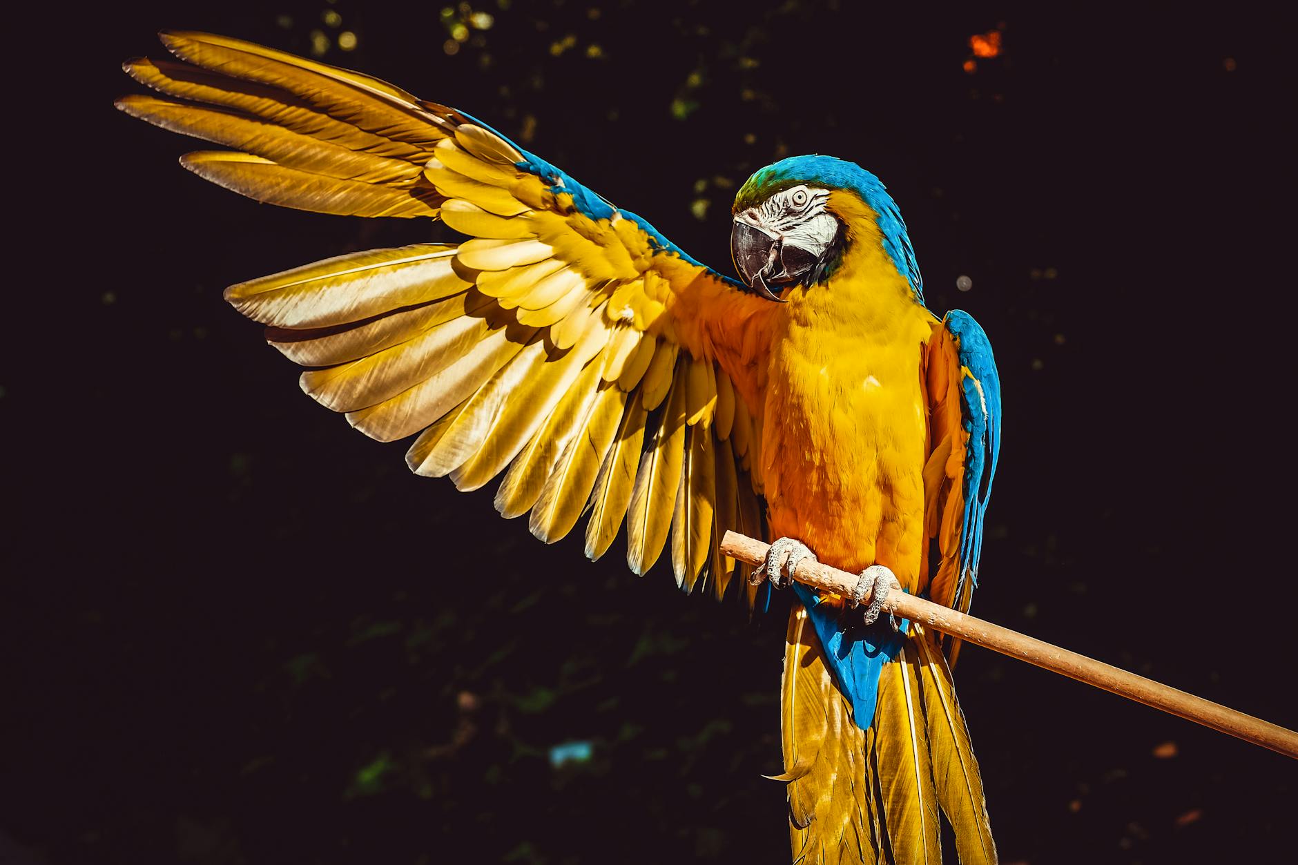 scarlet macaws abandon their youngest chicks know why1