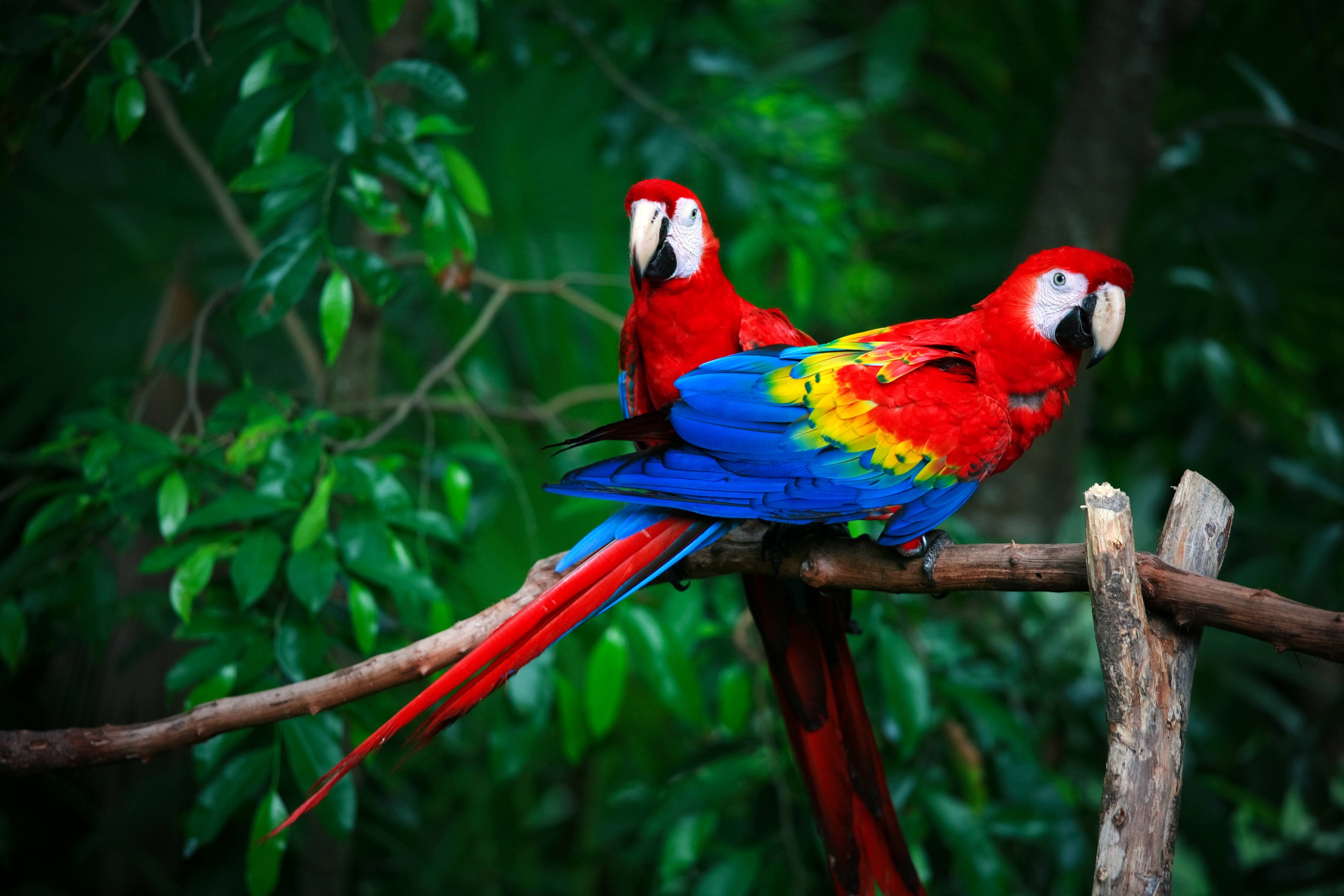 scarlet macaws abandon their youngest chicks know why2