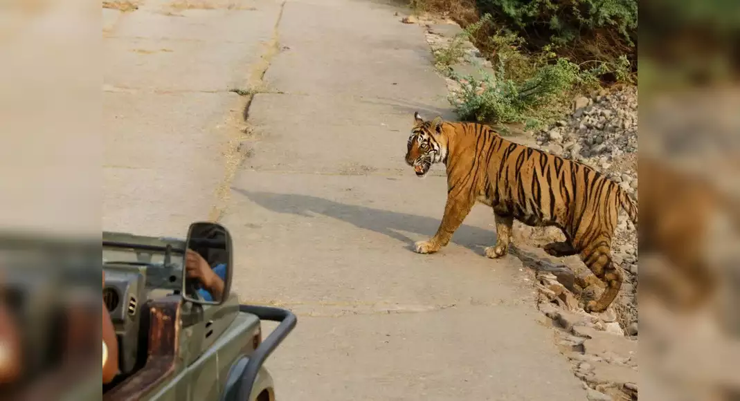 showing the tiger up close to the tourists turned out to be costly for 2 guides and 2 drivers in ptr1