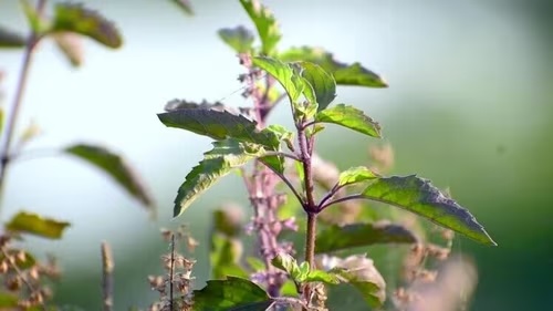 tulsi puja benefits tulsi par deepak jalane ke fayde tulsi mein diya jalane ke fayde1