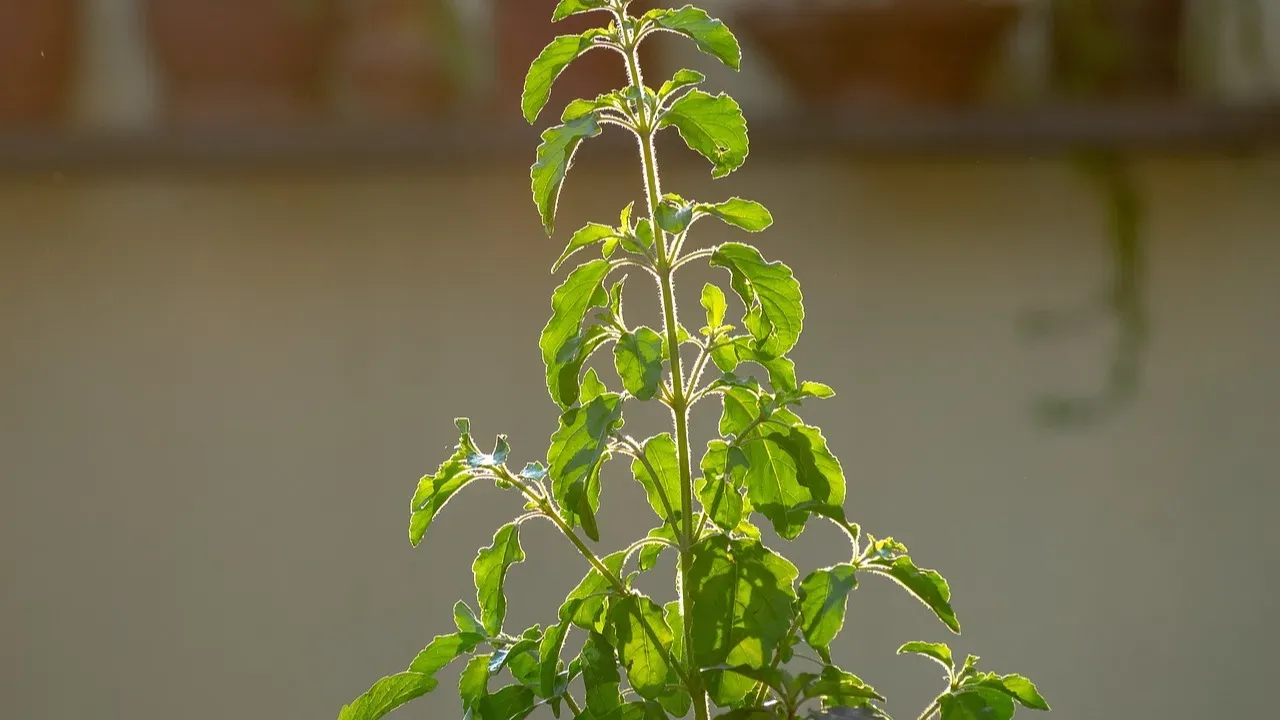 tulsi puja benefits tulsi par deepak jalane ke fayde tulsi mein diya jalane ke fayde2