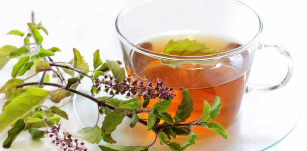 tulsi water in the morning amazing health benefits of tulsi