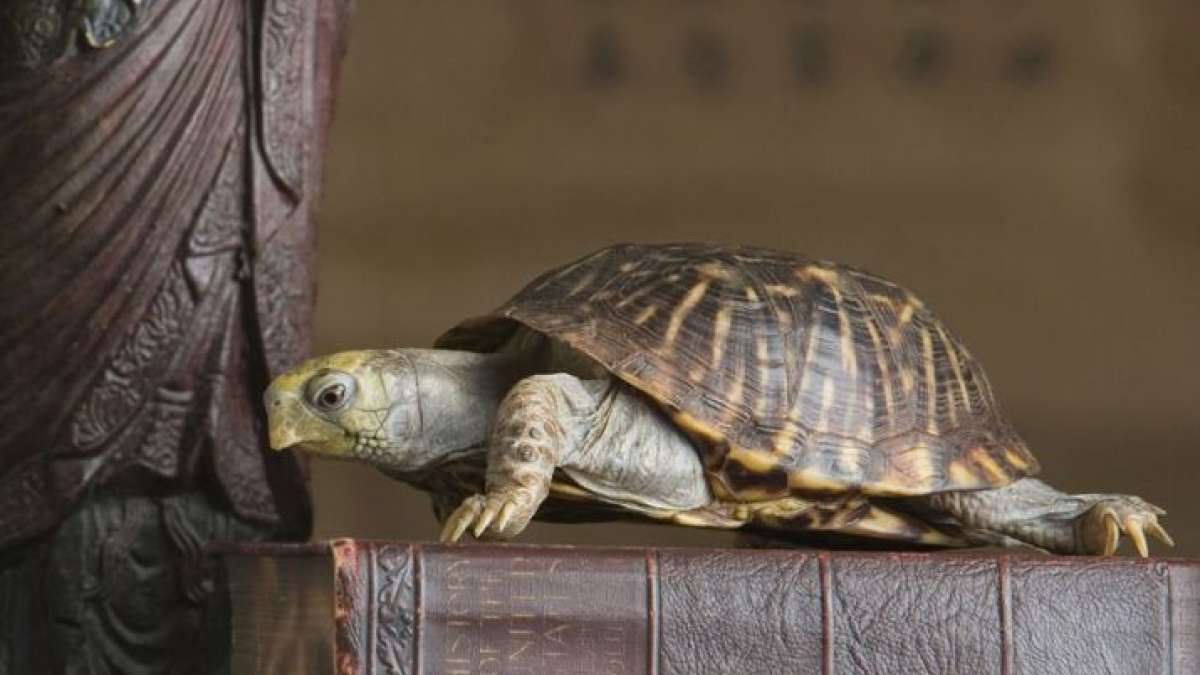 fengshui turtle at home keep feng shui tortoise in right direction of the house 2