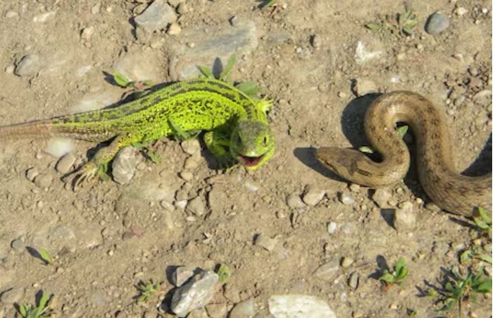 inland taipan snakes changes color like a chameleon more poisonous than cobra1