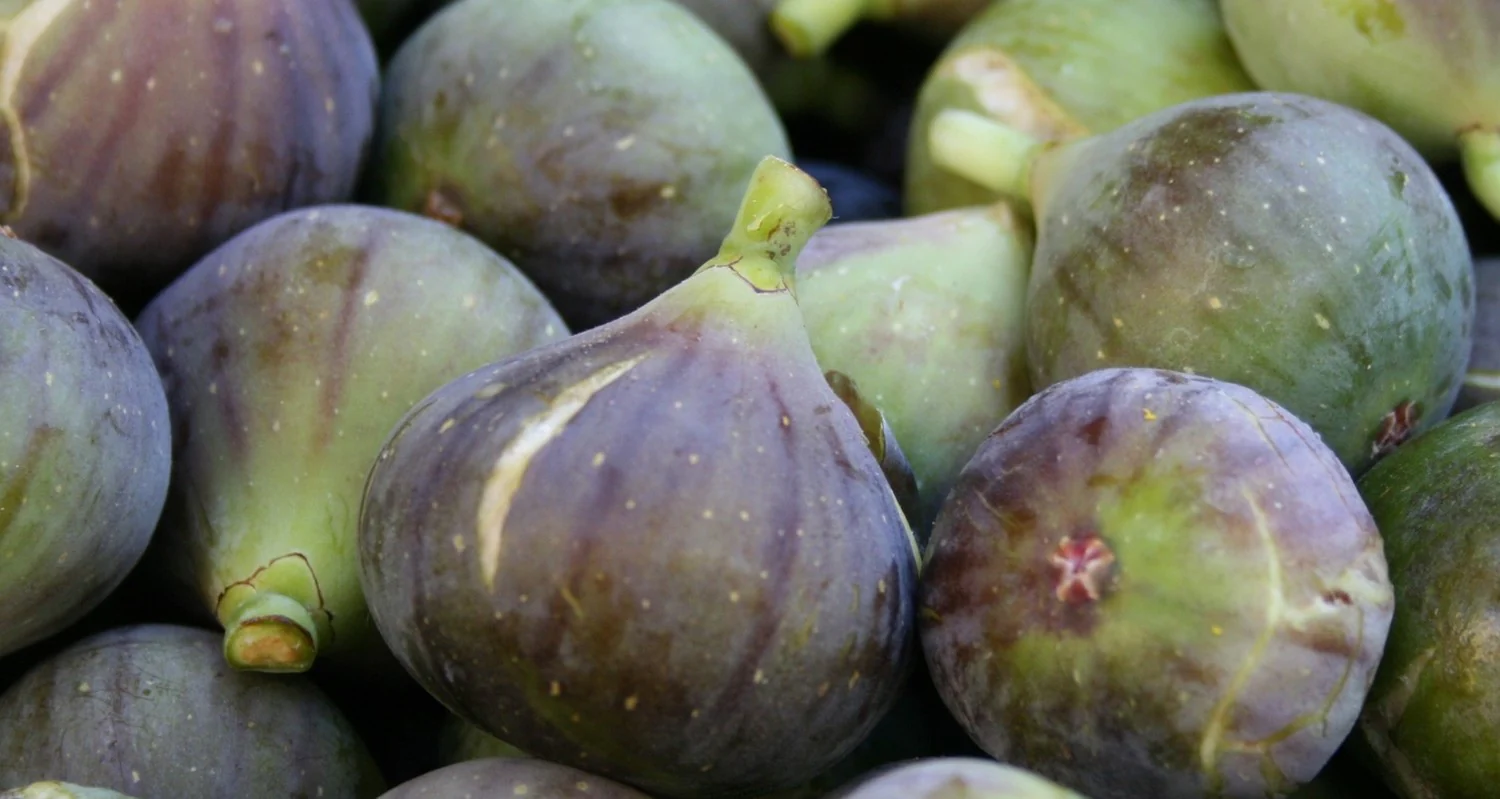 know fascinating facts about fig tree you dont know2