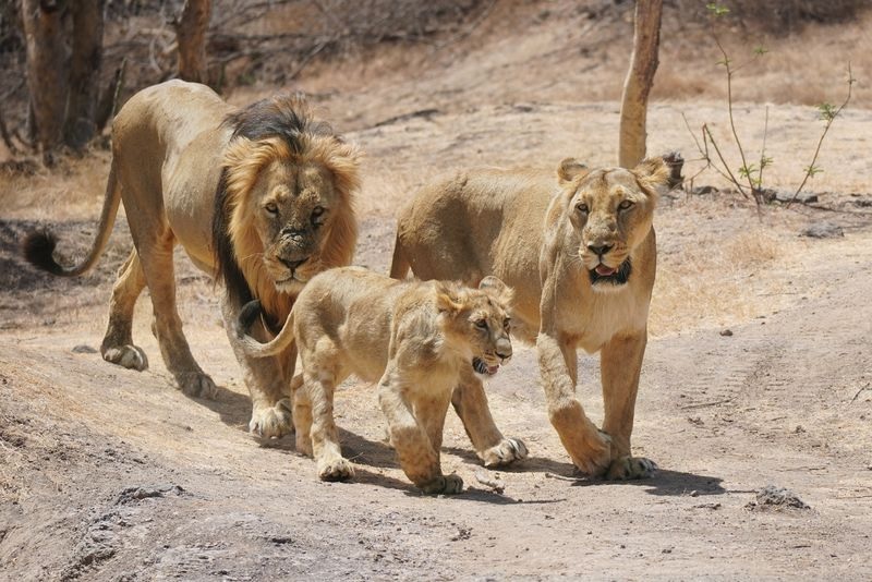 loco pilots save eight lions from getting hit by trains in1