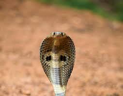 off beat snake facts what immediately to feed a person in case of snakebite know useful and interesting general knowledge quiz