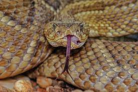 off beat snake facts what immediately to feed a person in case of snakebite know useful and interesting general knowledge quizeyt4wt6