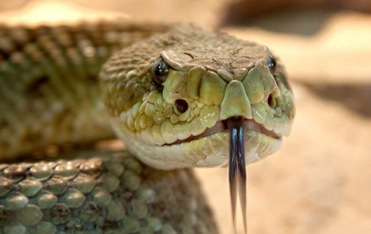 why don t snakes come out in cold you will be surprised to know the reasonry5