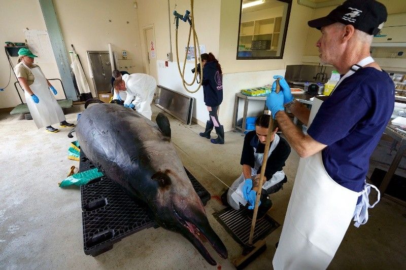 worlds rarest whale takoa whale found in new zealand scientists found shocking things insideewre