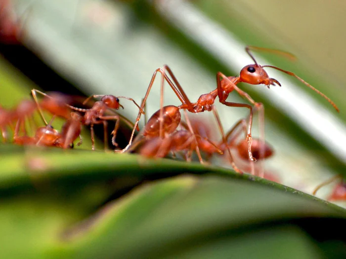 jungle news amazing facts that make ants smarter than humans