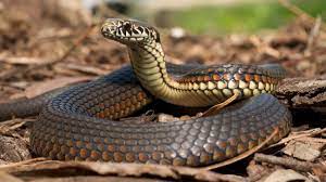 swapna shastra in hindi sapne mein saanp dikhne ka arth meaning of seeing a snake in a dream