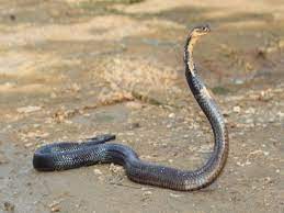 swapna shastra in hindi sapne mein saanp dikhne ka arth meaning of seeing a snake in a dream54u56u