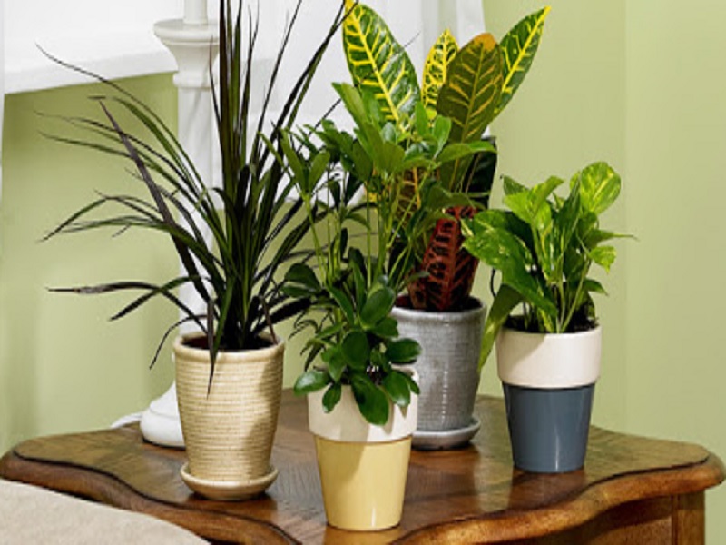 vastu tips for plants at home know ghar me konsa podha nahi lagana chahiye4y37