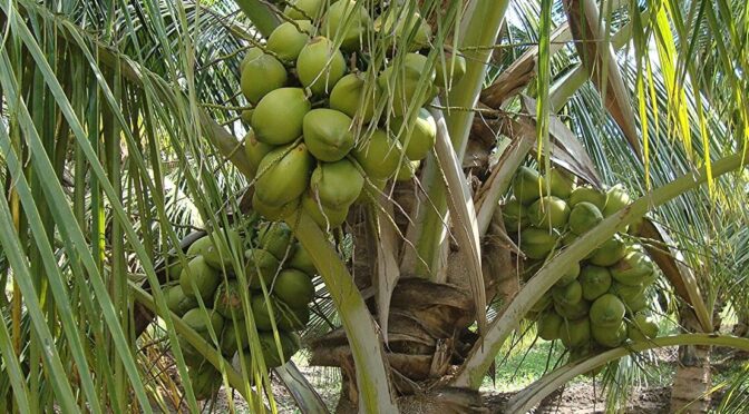 which district of india is called land of coconuts1