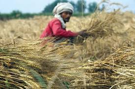 wheat plants are becoming dwarf small grains are in danger farmers in worry