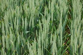 wheat plants are becoming dwarf small grains are in danger farmers in worrytu5tys