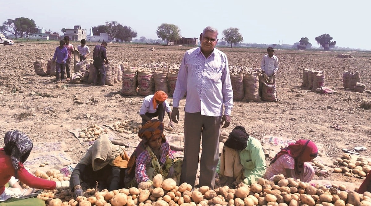 firozabad agra farmers worried as rising temperature due to reduces potato yield1