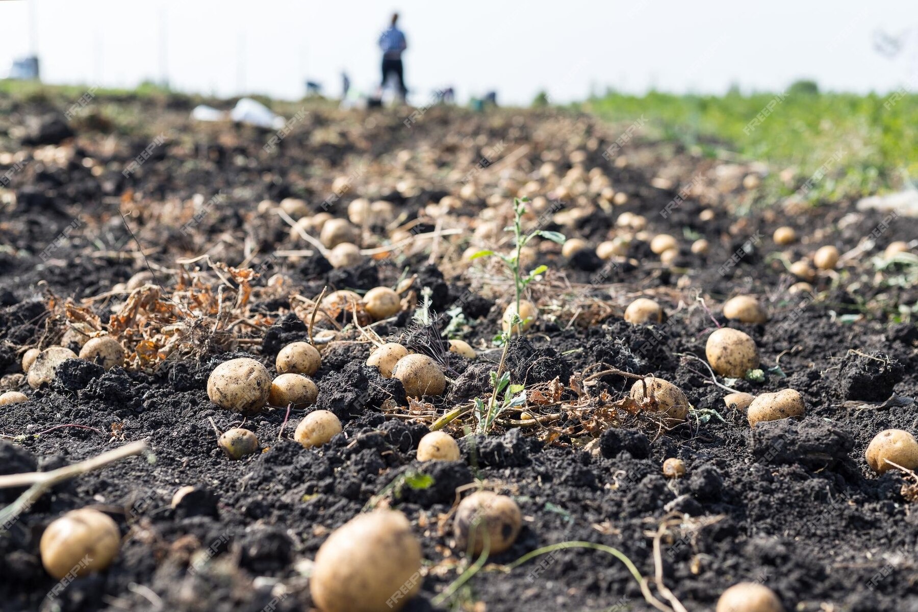 firozabad agra farmers worried as rising temperature due to reduces potato yield2