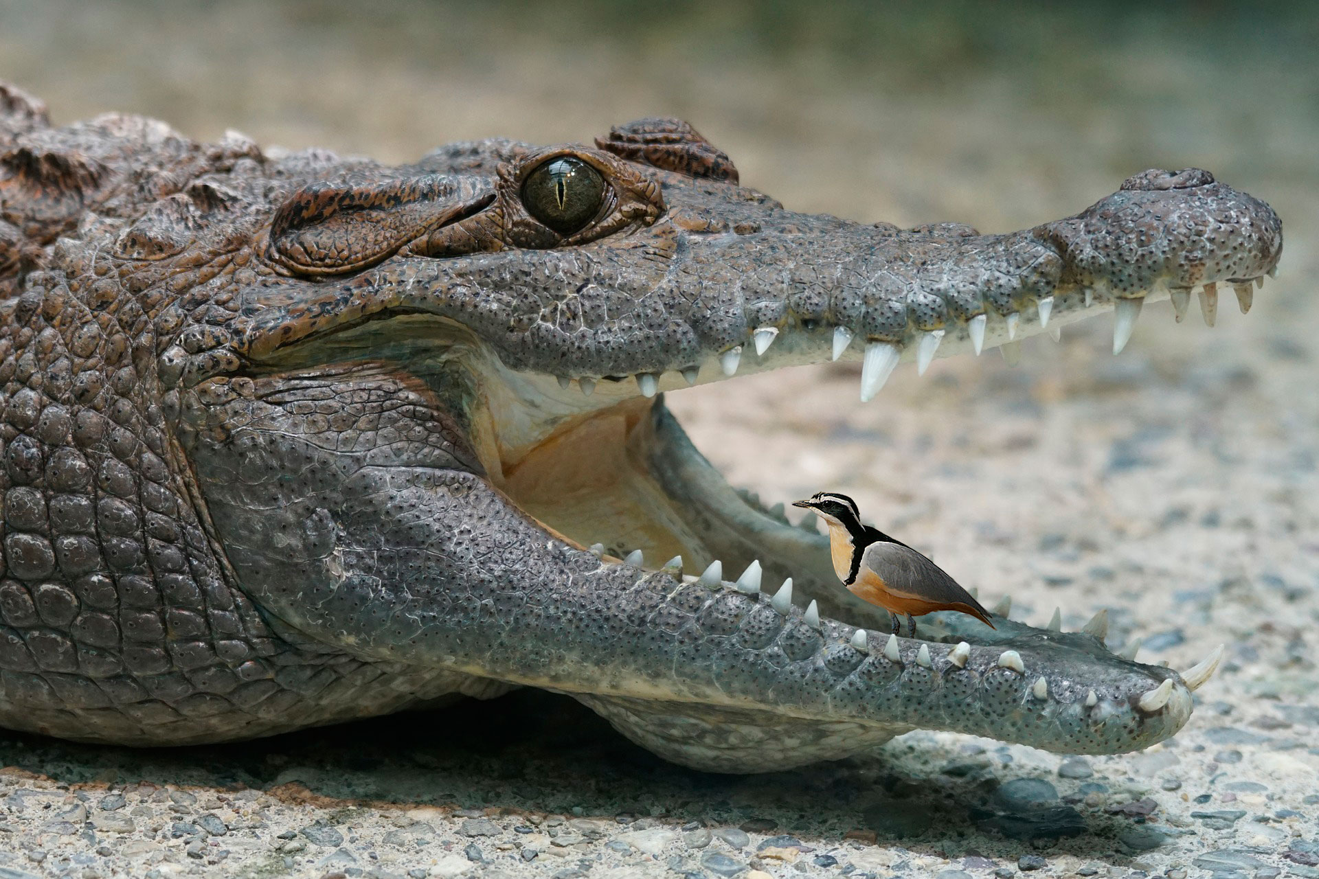 plover bird is called personal dentist of crocodile which cleans mouth2