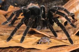 tarantula and frog symbiotic relationship why these spiders keep small frogs with themewrwe