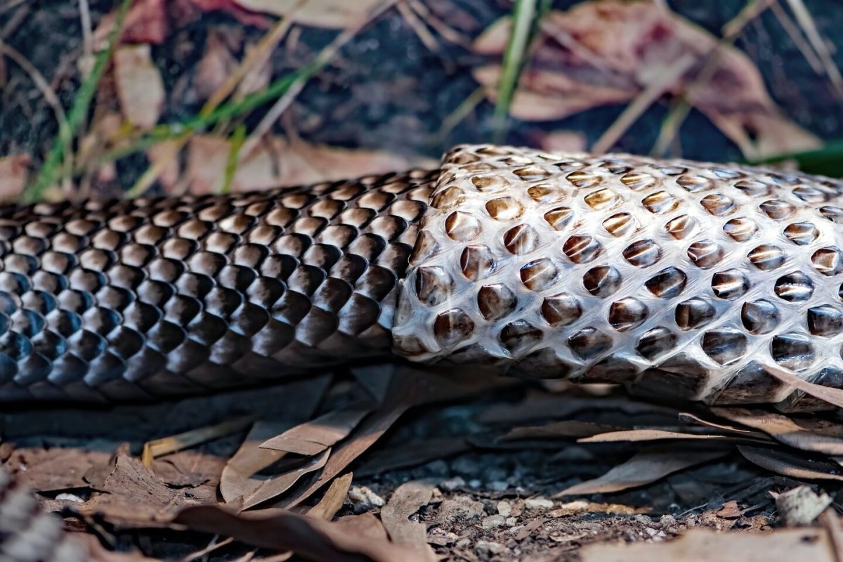 why snakes molted their skin while hiding know the reason ewr