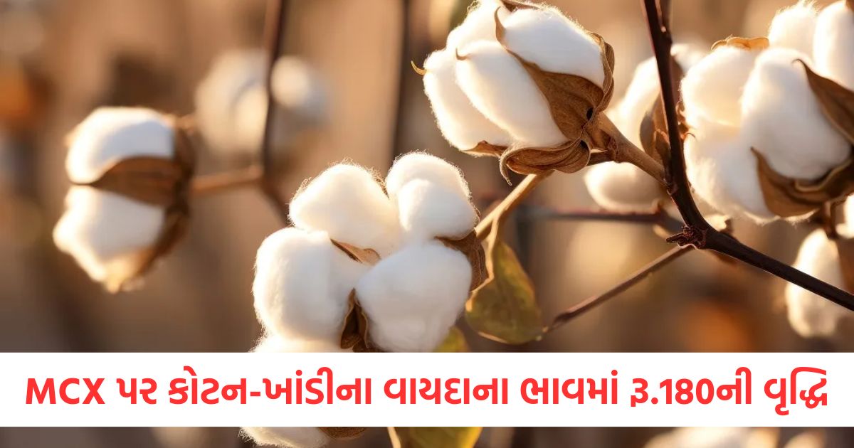 એમસીએક્સ પર કોટન-ખાંડીના વાયદાના ભાવમાં રૂ.180ની વૃદ્ધિઃ મેન્થા તેલમાં સુધારો એમસીએક્સ પર કોટન ખાંડીના વાયદાના ભાવમાં રૂ.180ની વૃદ્ધિ
