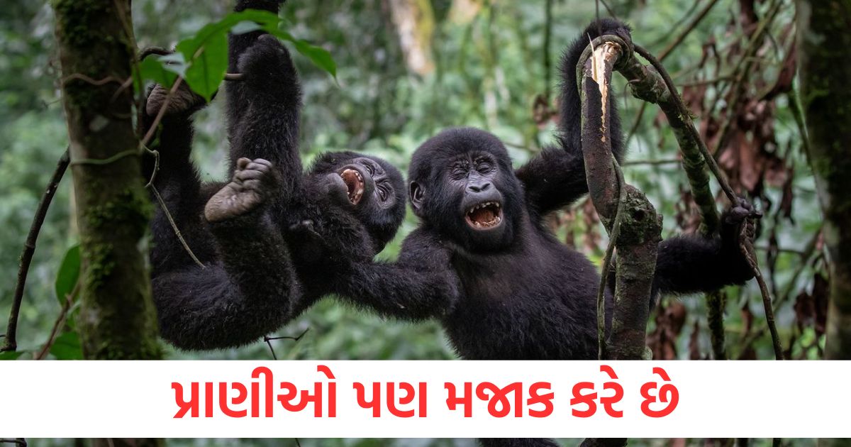 માણસો ઉપરાંત પ્રાણીઓ પણ મજાક કરે છે, શું તમે આ જાણો છો? apart from humans animals also make jokes do you know this