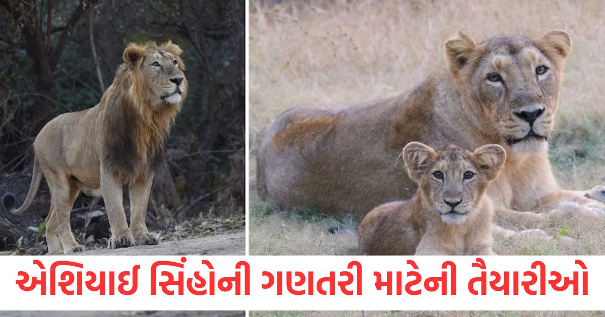 ગુજરાતમાં એશિયાઈ સિંહોની ગણતરી માટેની તૈયારીઓ, હાઇટેક ટેકનોલોજીનો ઉપયોગ કરીને અંદાજ કાઢવામાં આવશે the asiatic lion census of gujarat will be conducted in two phases from 10 to 13 may in 11 districts