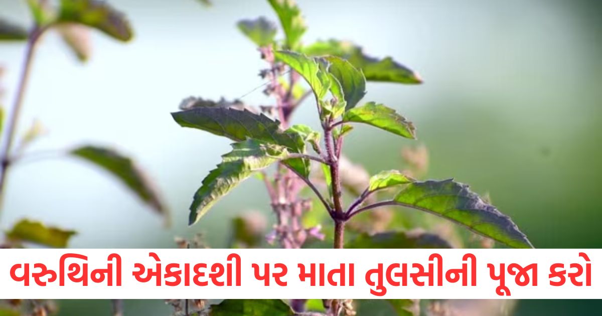 વરુથિની એકાદશી પર માતા તુલસીની પૂજા કરો, ભગવાન વિષ્ણુ પ્રસન્ન થશે varuthini ekadashi 2025 date and time tulsi chalisa tulse ke mantra upay or more2