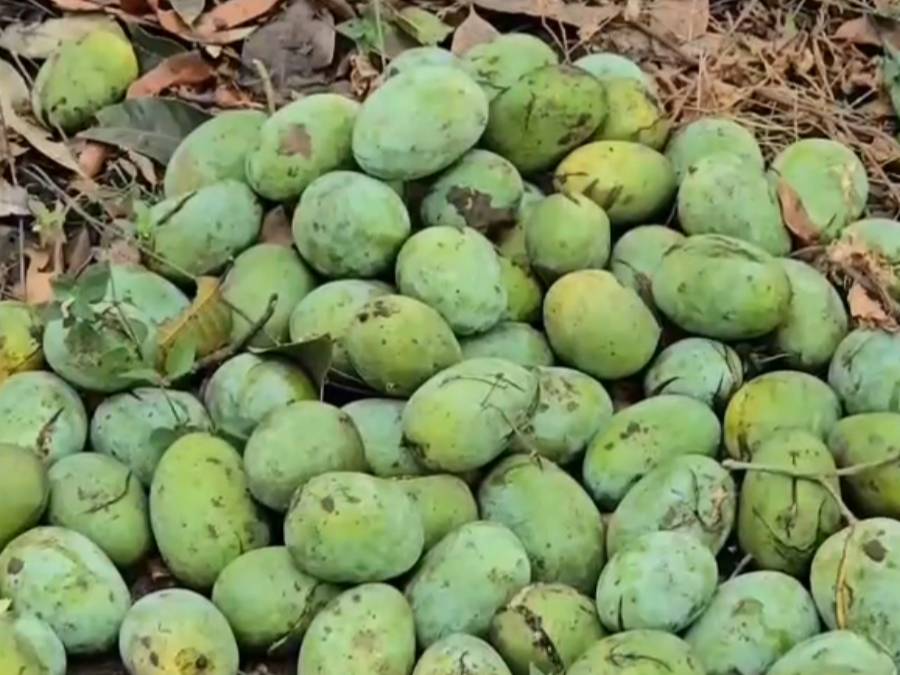 કમોસમી વરસાદથી કેરી, ચીકુ અને શાકભાજીના પાક પર રોગ અને જીવાતનું જોખમ વધ્યું Unseasonal rains increase risk of diseases and pests on mango chickpea and vegetable crops