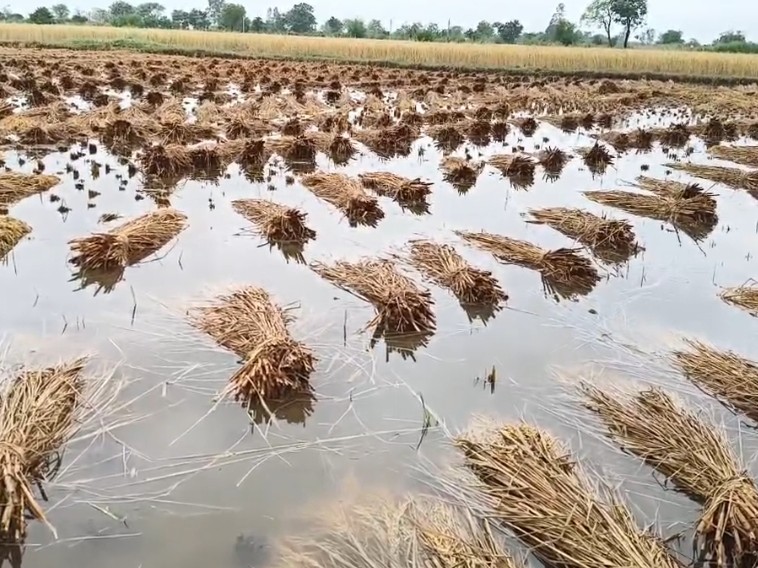 ગુજરાતમાં માવઠાથી પાકને નુકસાન, સાગર રબારીની સરકાર સામે વળતર અને વીમાની માંગ GARVI GUJARAT 33