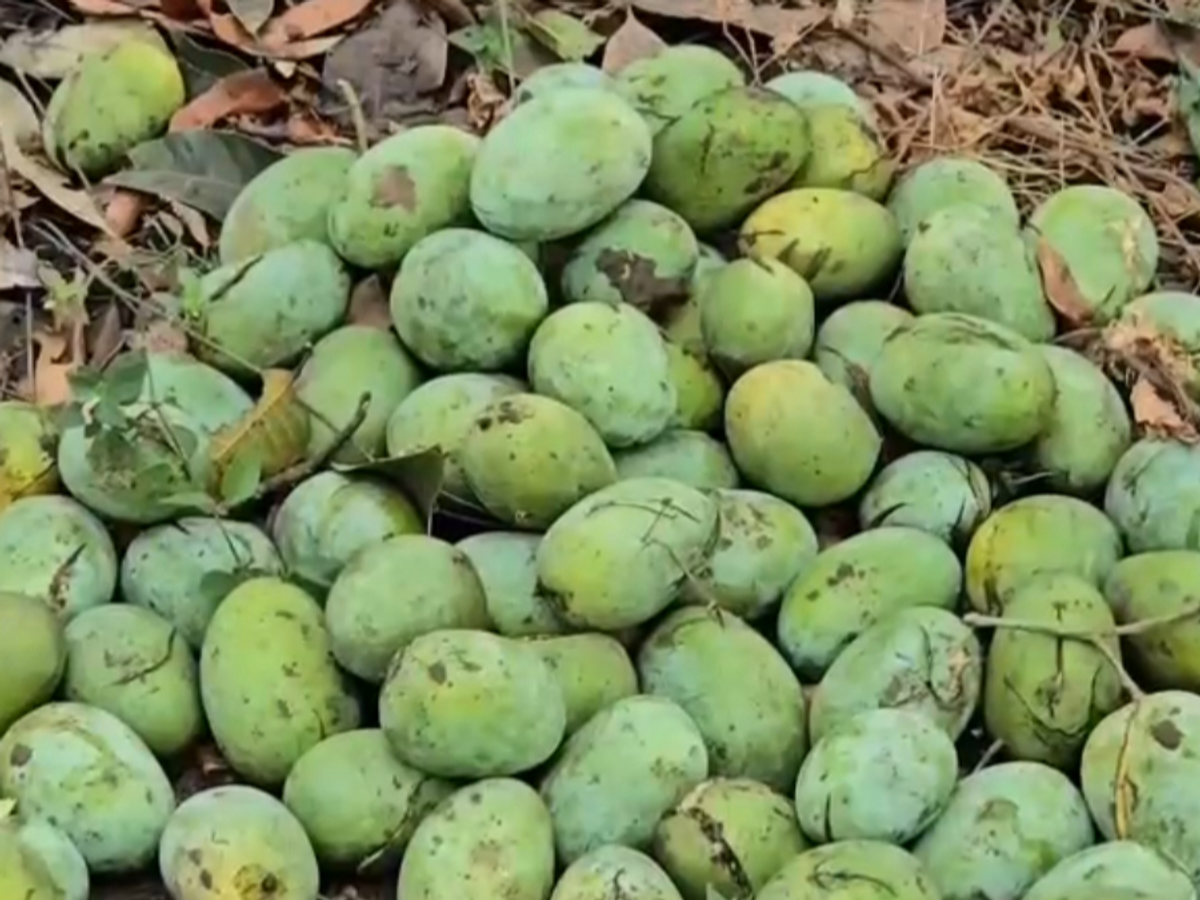 વલસાડમાં હાફૂસ કેરીના મોર ખરવા લાગ્યા, ખેડૂતોની ચિંતામાં વધારો, ઉત્પાદન પર અસર Half mango blossoms start falling in Valsad farmers concerns increase impact on production